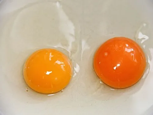 Análise microbiológica de ovo